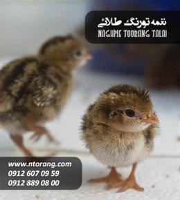 جوجه بلدرچین یکروزه